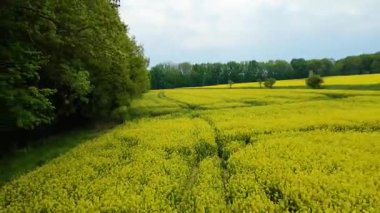 Kolza tarlası, drone manzarası, kolza yağı üretimi.