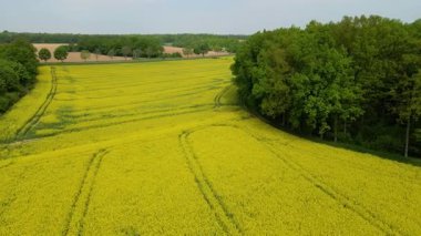 Kolza tarlası, drone manzarası, kolza yağı üretimi.