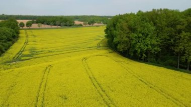 Kolza tarlası, drone manzarası, kolza yağı üretimi.