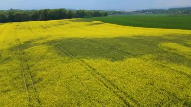Kolza tarlası, drone manzarası, kolza yağı üretimi.