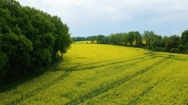 Kolza tarlası, drone manzarası, kolza yağı üretimi.