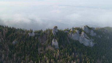 Zakopane Polonya yakınlarındaki kozalaklı orman sıradağları kış karı