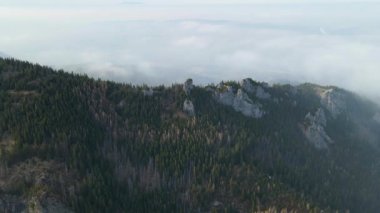 Zakopane Polonya yakınlarındaki kozalaklı orman sıradağları kış karı