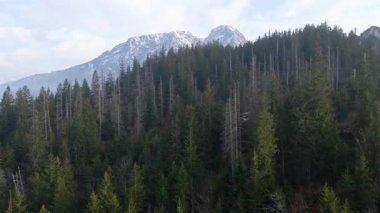 Zakopane Polonya yakınlarındaki kozalaklı orman sıradağları kış karı
