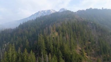 Zakopane Polonya yakınlarındaki kozalaklı orman sıradağları kış karı