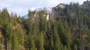 Zakopane Polonya yakınlarındaki kozalaklı orman sıradağları kış karı