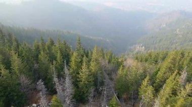 Zakopane Polonya yakınlarındaki kozalaklı orman sıradağları kış karı
