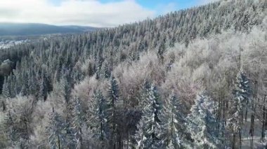 Kış manzarası dağları orman dronu mavi gökyüzünden uçuyor