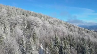 Kozalaklı orman kış dağları drone görüntüsü