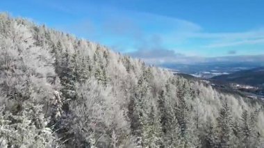 Kozalaklı orman kış dağları drone görüntüsü