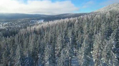 Kozalaklı orman kış dağları drone görüntüsü