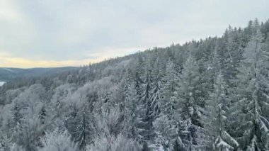 Kozalaklı orman kış dağları drone görüntüsü