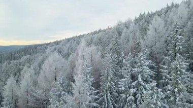 Kozalaklı orman kış dağları drone görüntüsü