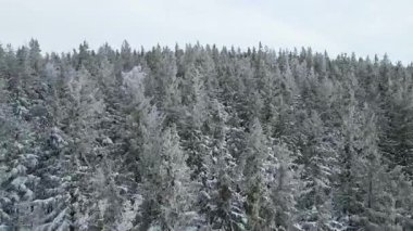Kozalaklı orman kış dağları drone görüntüsü