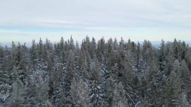 Kozalaklı orman kış dağları drone görüntüsü