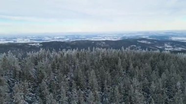 Kozalaklı orman kış dağları drone görüntüsü