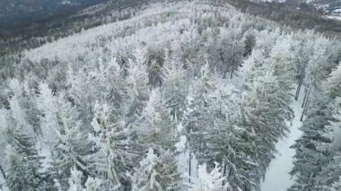 Kozalaklı orman kış dağları drone görüntüsü