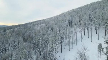 Kozalaklı orman kış dağları drone görüntüsü