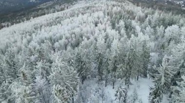 Kozalaklı orman kış dağları drone görüntüsü