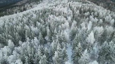 Kozalaklı orman kış dağları drone görüntüsü