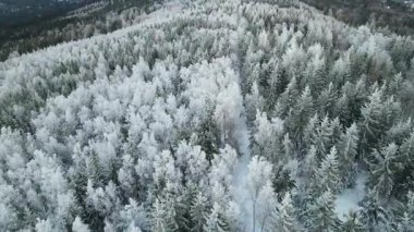 Kozalaklı orman kış dağları drone görüntüsü