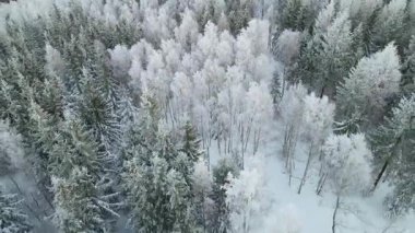 Kozalaklı orman kış dağları drone görüntüsü