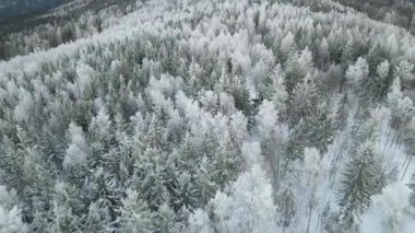Kozalaklı orman kış dağları drone görüntüsü