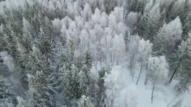 Kozalaklı orman kış dağları drone görüntüsü