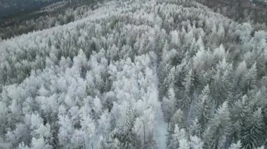 Kozalaklı orman kış dağları drone görüntüsü