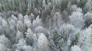 Kozalaklı orman kış dağları drone görüntüsü