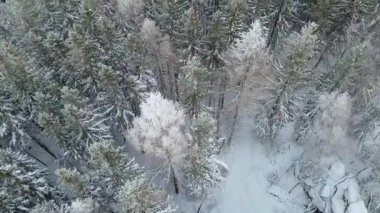 Kozalaklı orman kış dağları drone görüntüsü