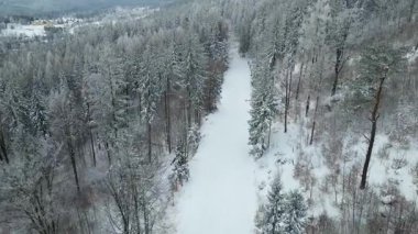 Kozalaklı orman kış dağları drone görüntüsü