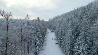 Kozalaklı orman kış dağları drone görüntüsü