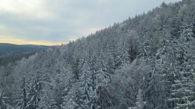 Kozalaklı orman kış dağları drone görüntüsü