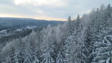 Kozalaklı orman kış dağları drone görüntüsü