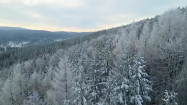 Kozalaklı orman kış dağları drone görüntüsü