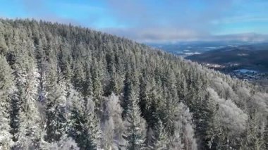 Kozalaklı orman kış dağları drone görüntüsü