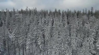 Kozalaklı orman kış dağları drone görüntüsü
