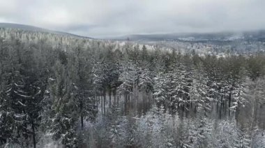 Kozalaklı orman kış dağları drone görüntüsü