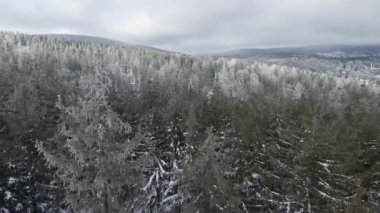 Kozalaklı orman kış dağları drone görüntüsü
