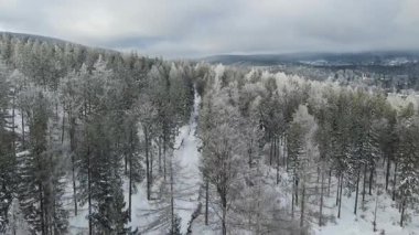 Kozalaklı orman kış dağları drone görüntüsü