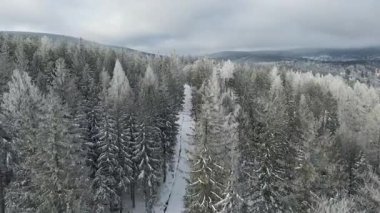 Kozalaklı orman kış dağları drone görüntüsü