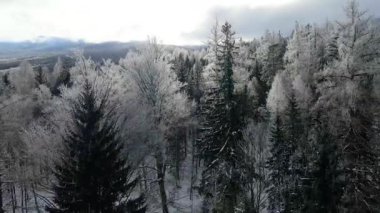 Kozalaklı orman kış dağları drone görüntüsü