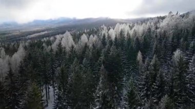 Kozalaklı orman kış dağları drone görüntüsü