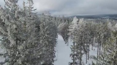 Kozalaklı orman kış dağları drone görüntüsü