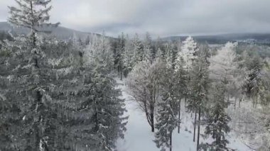 Kozalaklı orman kış dağları drone görüntüsü