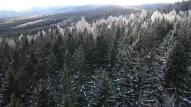 Kozalaklı orman kış dağları drone görüntüsü