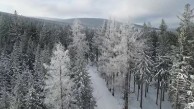 Kozalaklı orman kış dağları drone görüntüsü