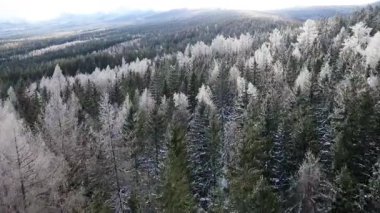 Kozalaklı orman kış dağları drone görüntüsü