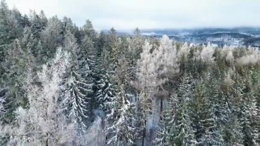 Kozalaklı orman kış dağları drone görüntüsü